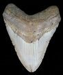 Megalodon Tooth - North Carolina #59191-1